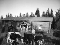 Vuokko Salminen  Mäenpään pihassa Vuokko Salminen (o.s. Suominen, s. 1942) viiden lehmän kanssa. 1970-luku
